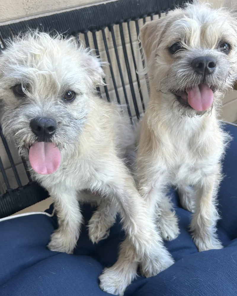 Bentley And Ginger thumbnail 3