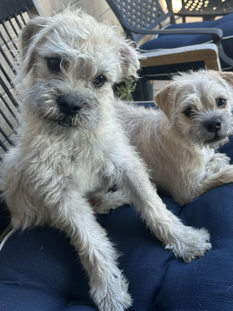 Bentley And Ginger thumbnail 5