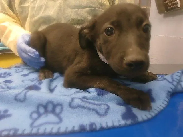 A baby small-sized female Labrador Retriever dog named Flower for adoption in Phoenix, AZ
