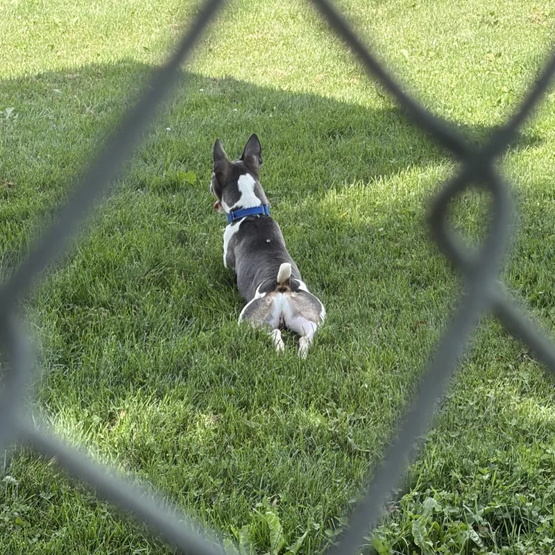 An adult small-sized male Gray / Blue / Silver Rat Terrier dog named Javee for adoption in Lake Odessa, MI