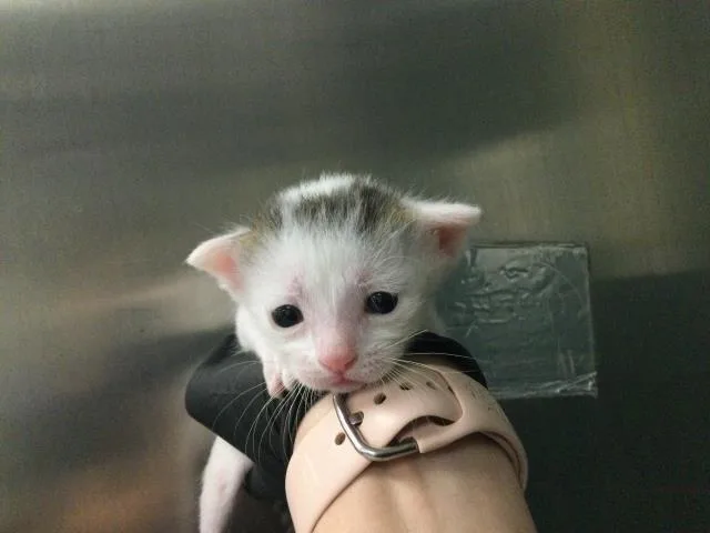 A baby small-sized male Domestic Short Hair cat named Jones for adoption in Thousand Palms, CA