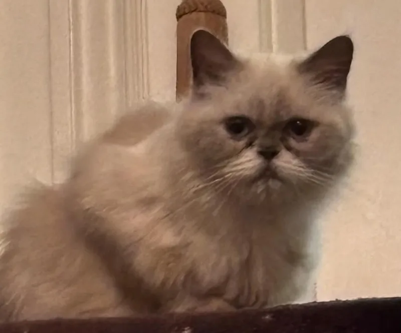 Esmeralda
