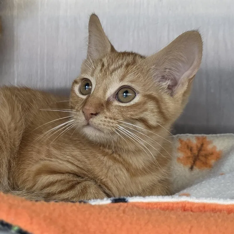 A baby small-sized female Orange / Red Domestic Short Hair cat named Spade for adoption in Fort Wayne, IN