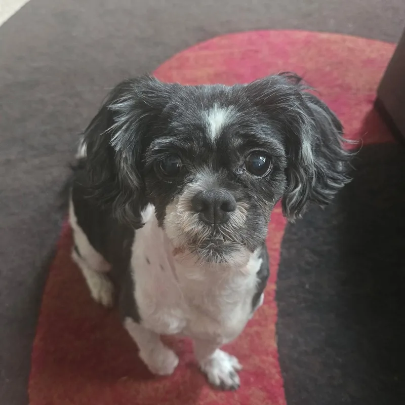 Bella