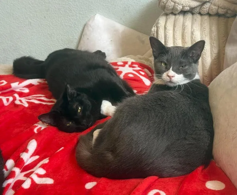 A young small-sized male Black Domestic Short Hair cat named Dorian+ Jacob Blackington for adoption in Aurora, CO