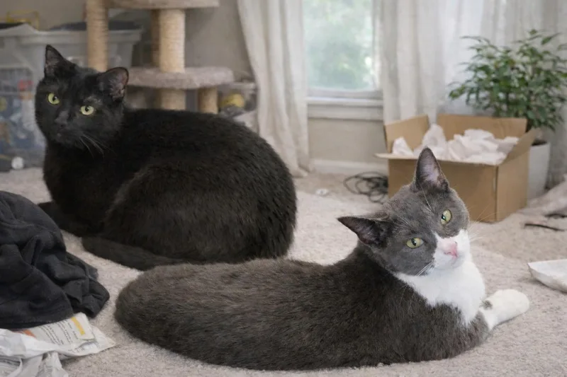 Dorian+ Jacob Blackington thumbnail 2