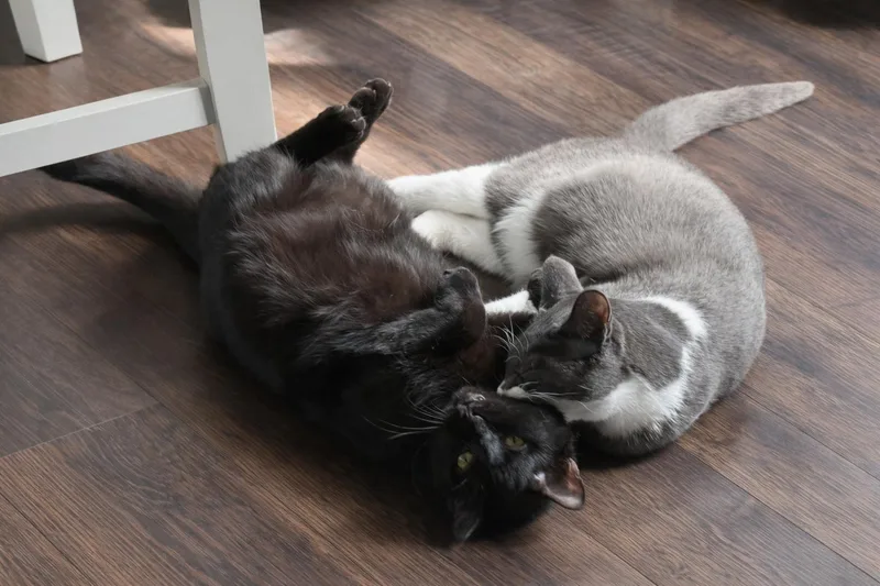 Dorian+ Jacob Blackington thumbnail 3