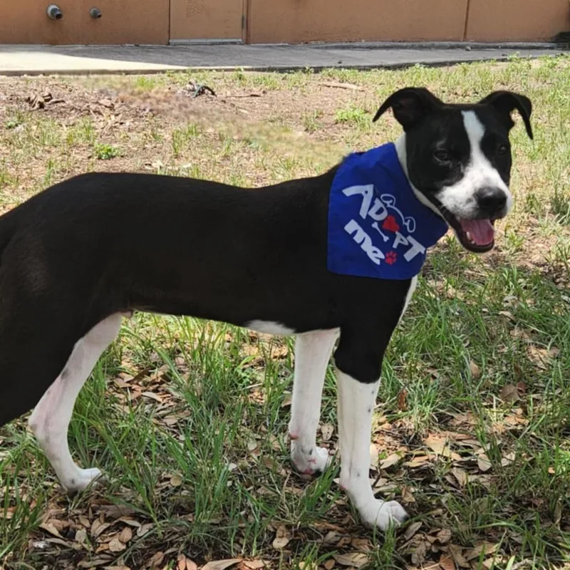 George Ag thumbnail 2