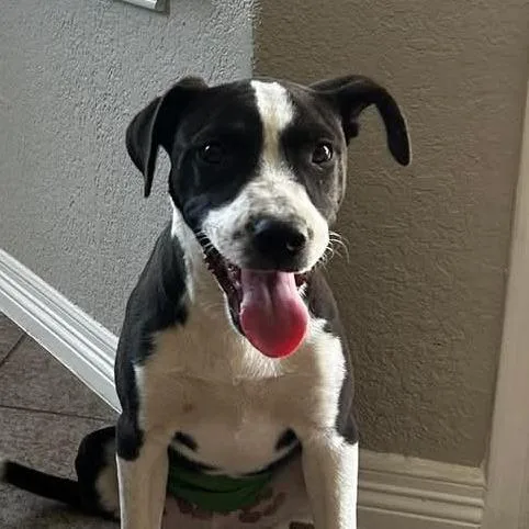 George Ag thumbnail 4