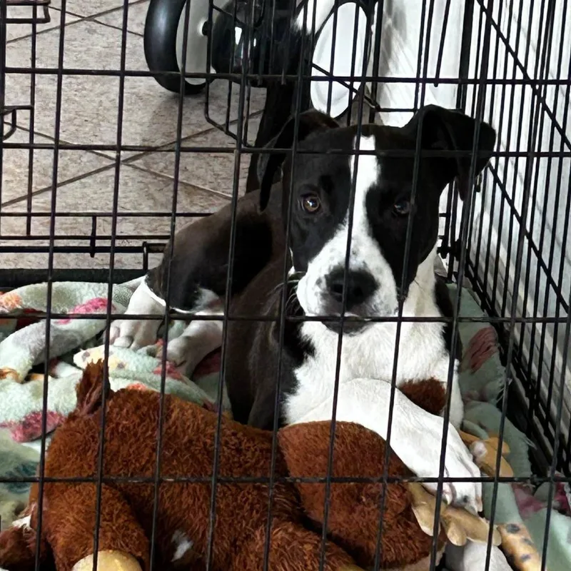 George Ag thumbnail 5