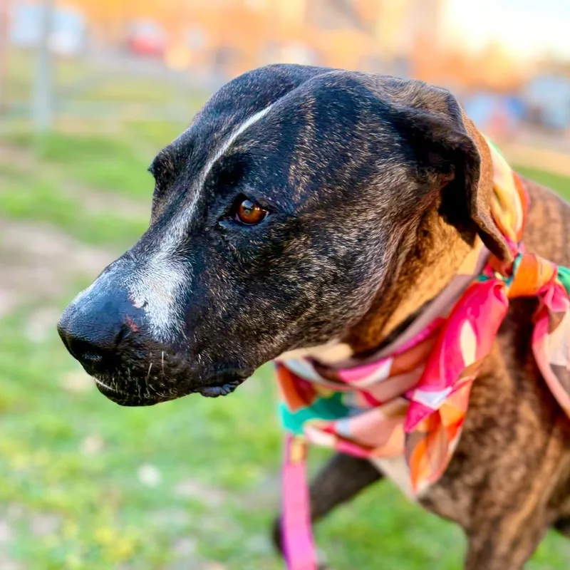 Cookie Cuddles thumbnail 2