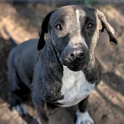 Cookie Cuddles thumbnail 3