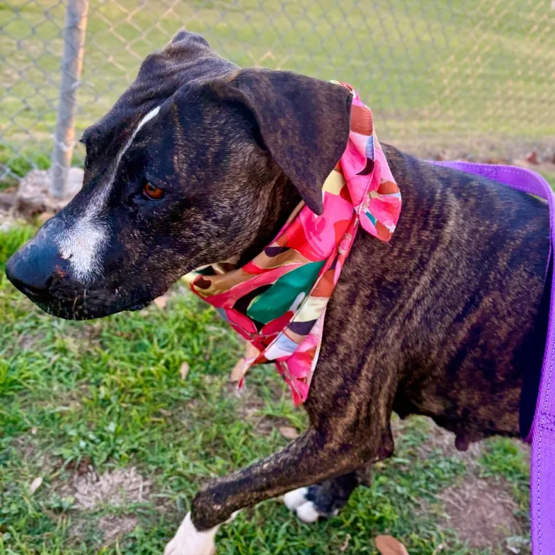 Cookie Cuddles thumbnail 4