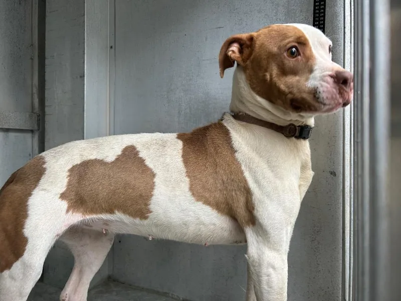 A young medium-sized female Mixed Breed dog named Emma for adoption in Oxford, NC