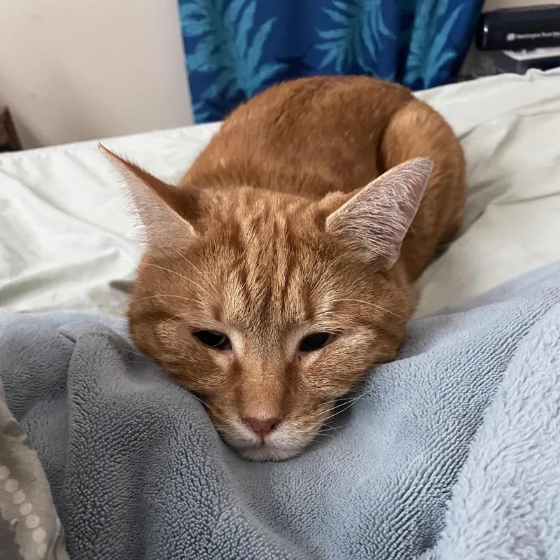 An adult medium-sized male Orange / Red Domestic Short Hair cat named Kurt for adoption in Spokane, WA