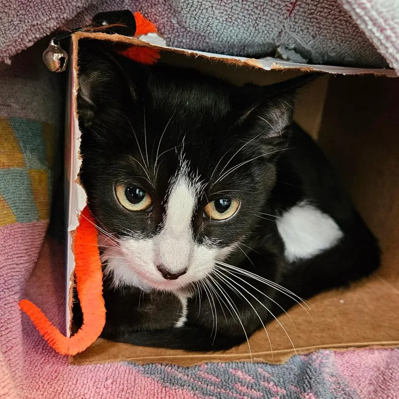 A young small-sized male Domestic Short Hair cat named Woodpecker for adoption in Los Angeles, CA