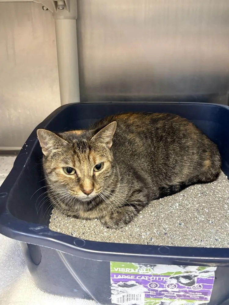 An adult medium-sized female Domestic Short Hair cat named Sushi for adoption in Bowling Green, OH