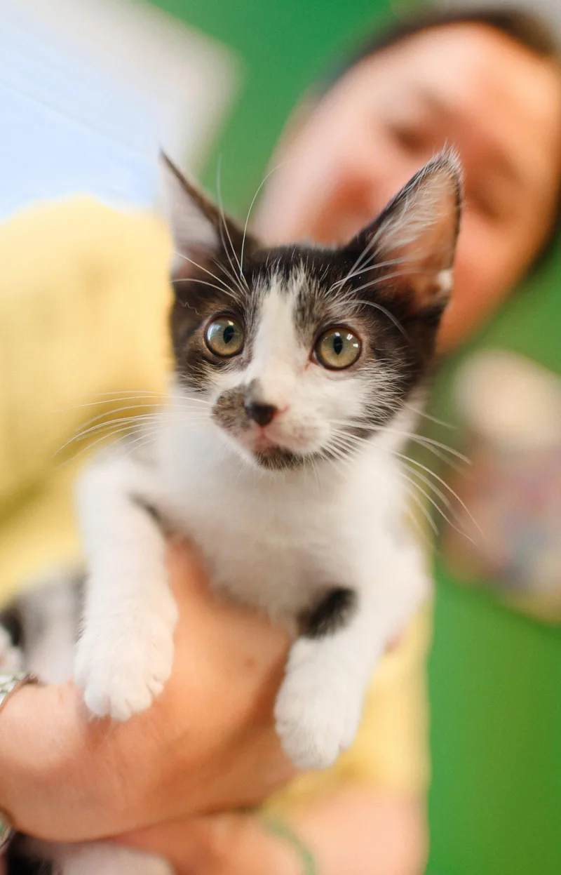 A baby medium-sized female Tuxedo cat named Flower for adoption in Campbell, CA