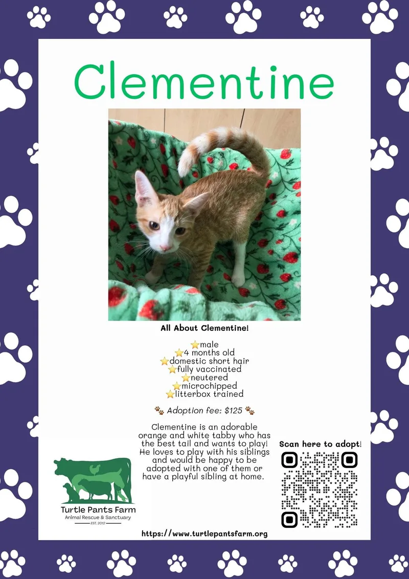 A young medium-sized male Orange & White Domestic Short Hair cat named Clementine for adoption in Pittsboro, NC