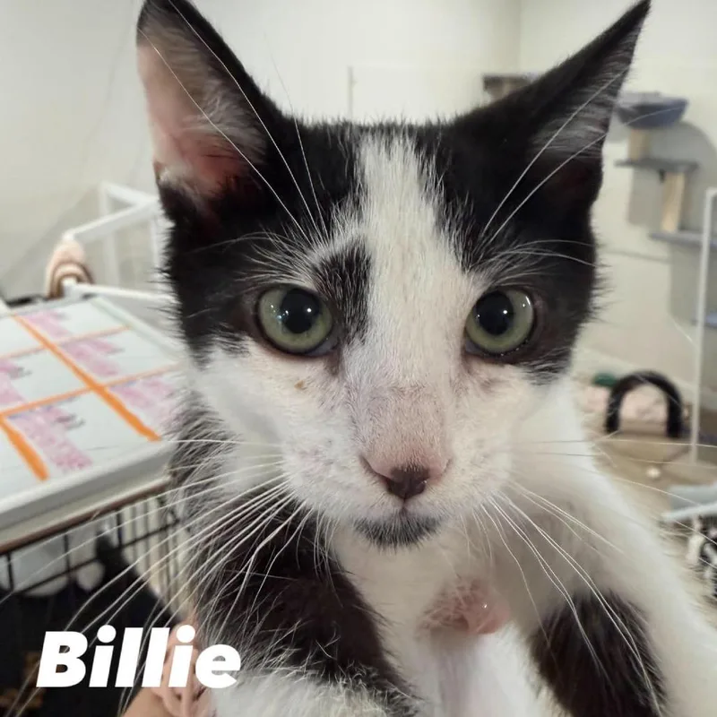 A baby small-sized male Black Domestic Short Hair cat named Billie Silverman for adoption in Eagle Mountain, UT