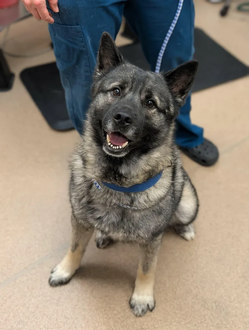 An adult medium-sized male Gray / Blue / Silver Norwegian Elkhound dog named Tank for adoption in Chambersburg, PA