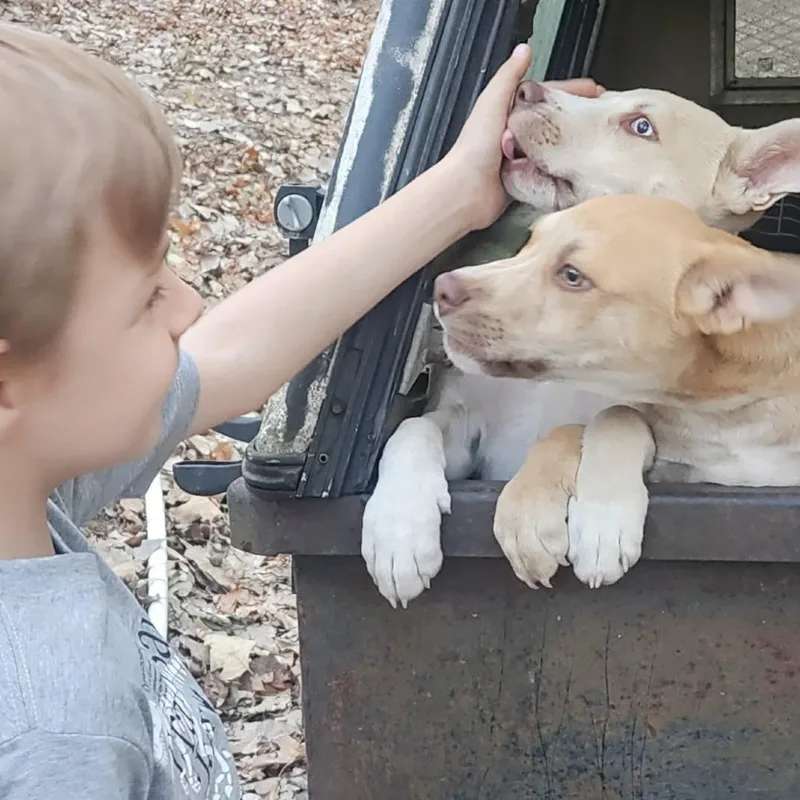A baby small-sized male Husky dog named Milo for adoption in Cordova, TN