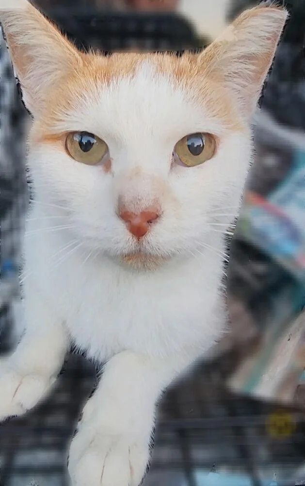 An adult large-sized female Orange & White Domestic Short Hair cat named Kelsey for adoption in Bowie, MD