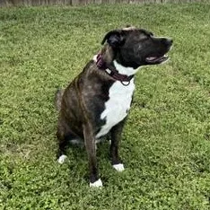 Rocco thumbnail 6