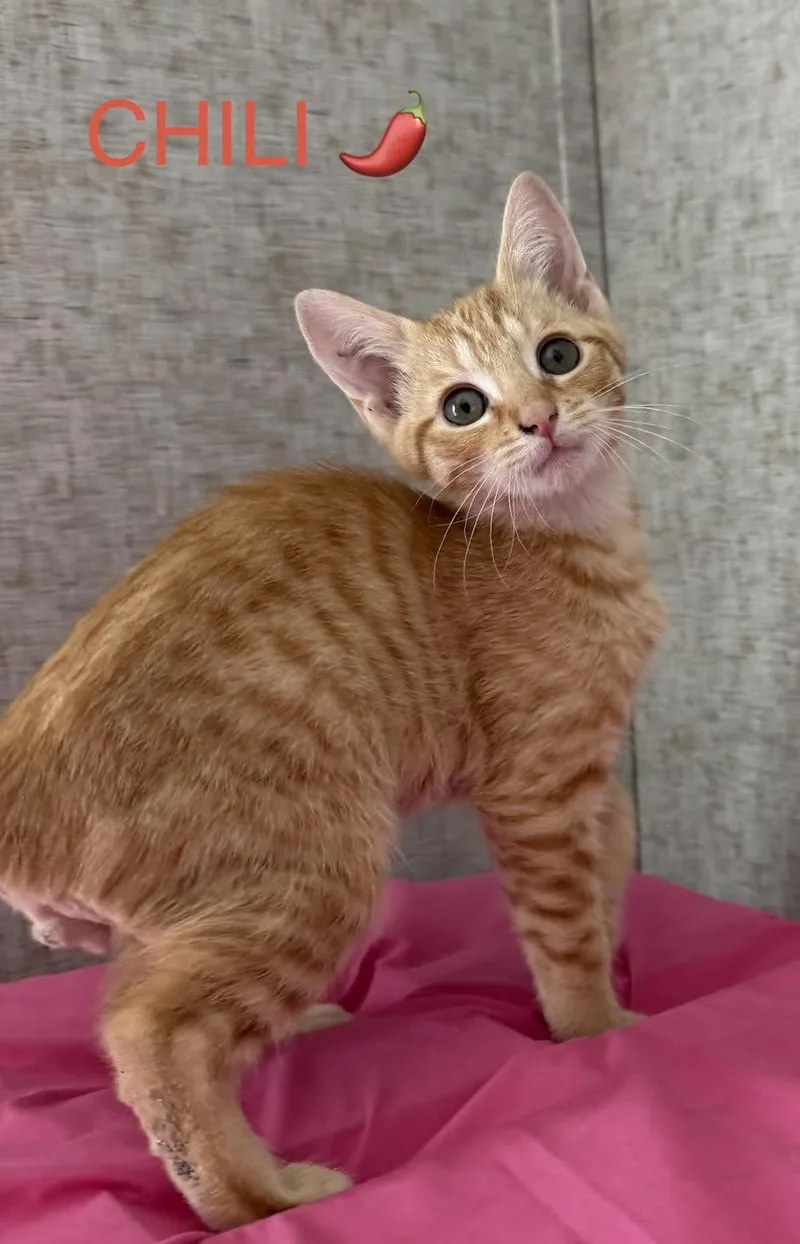 A baby medium-sized male Domestic Short Hair cat named Chili for adoption in Zimmerman, MN