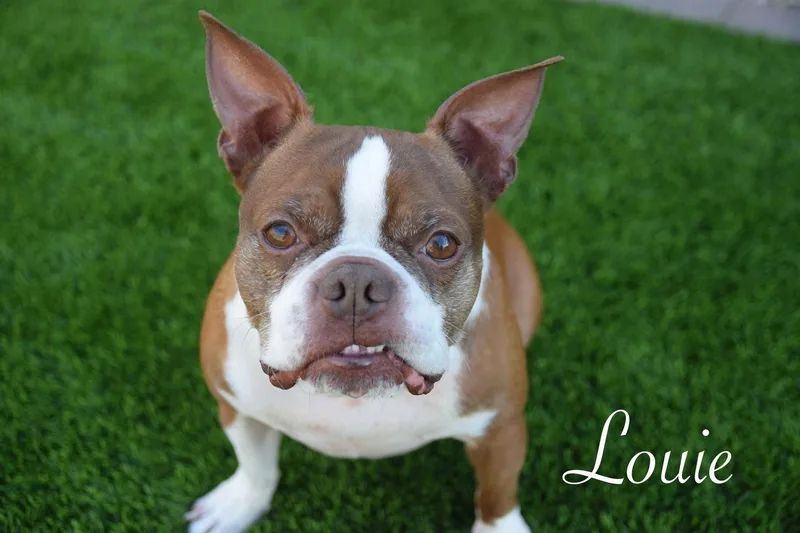 Lucas And Louie thumbnail 2