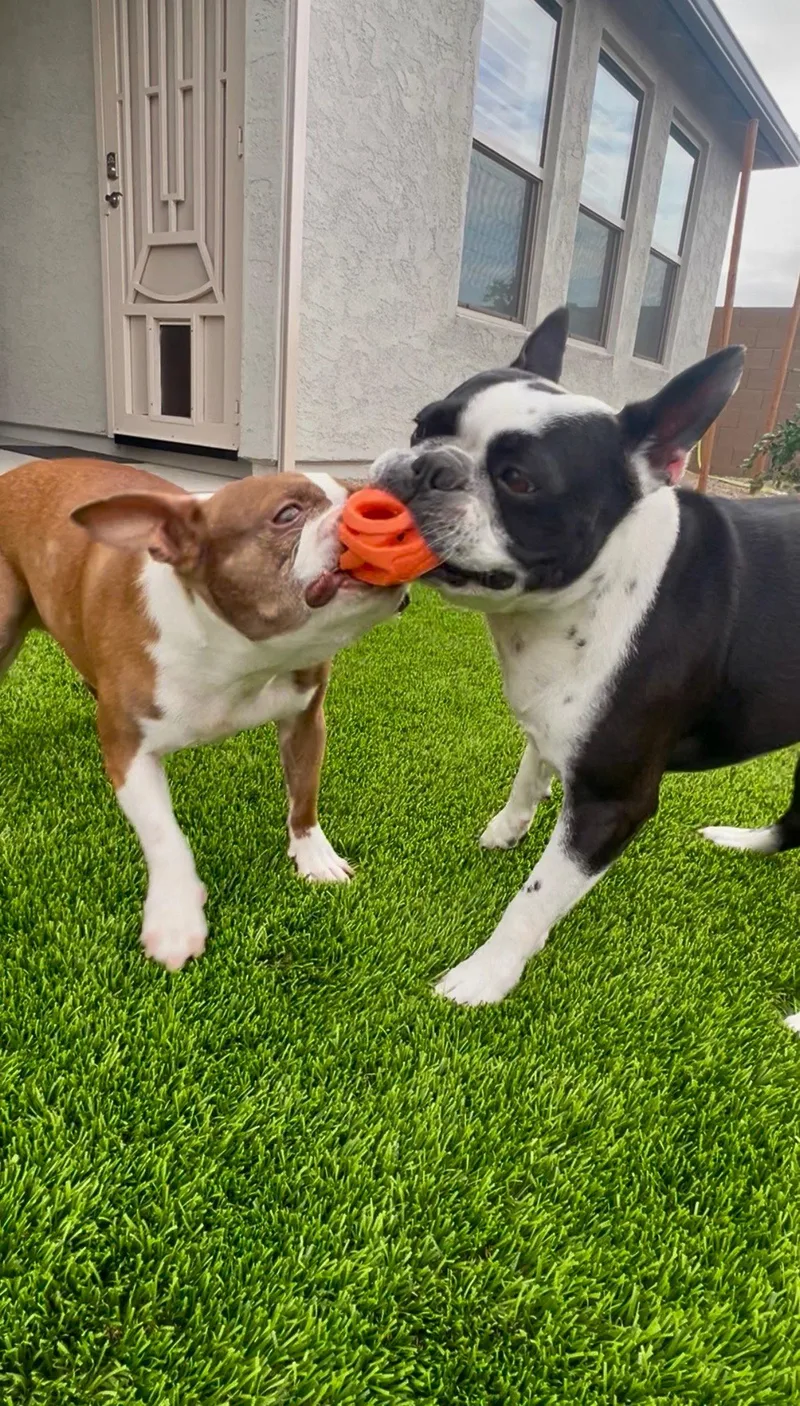 Lucas And Louie thumbnail 3