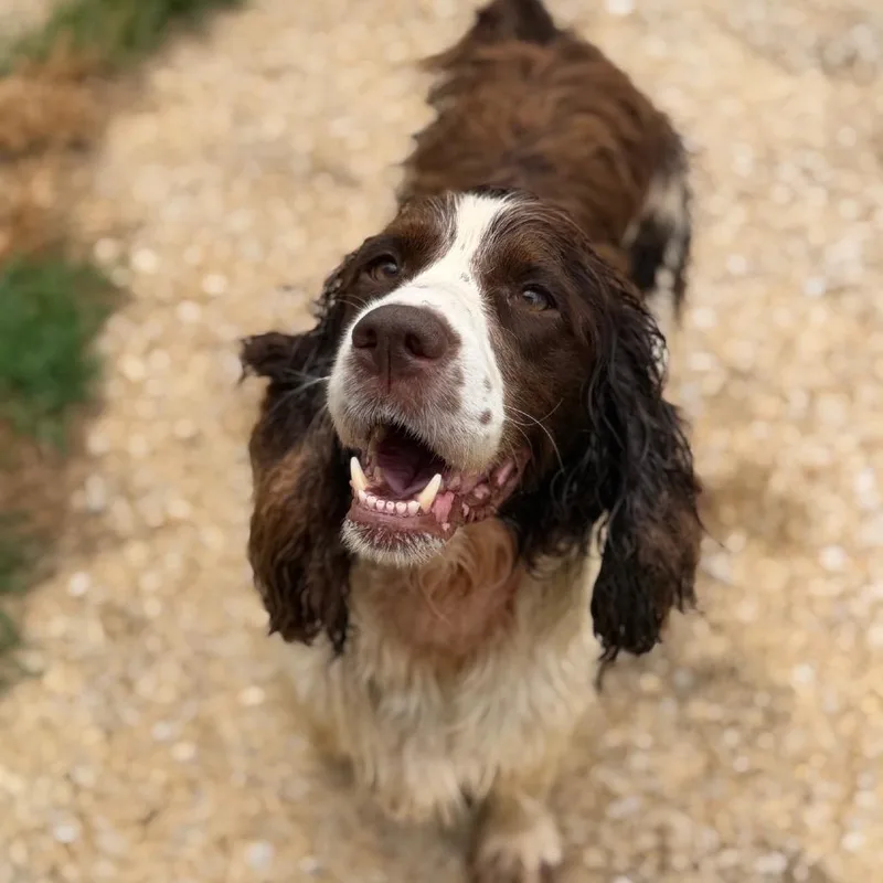 An adult medium-sized female Red / Chestnut / Orange English Springer Spaniel dog named Kendra Scott for adoption in Brownsboro, AL