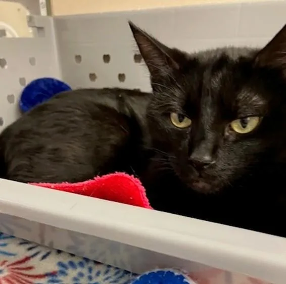 A young medium-sized female Domestic Short Hair cat named Karma for adoption in Springfield, MA