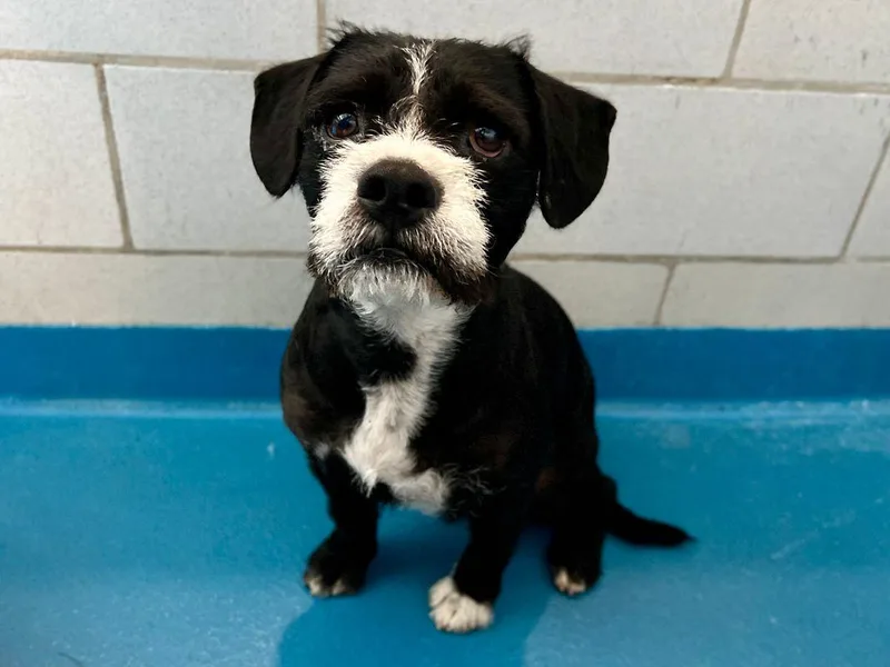 A young medium-sized male Terrier dog named Sesame for adoption in Holbrook, NY