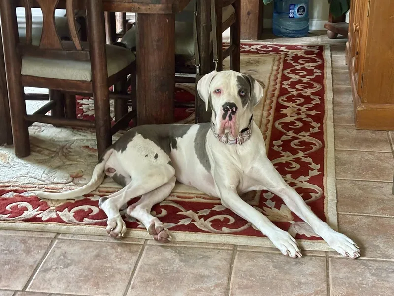 An adult extra large-sized female White / Cream Great Dane dog named Perdita for adoption in Austin, TX