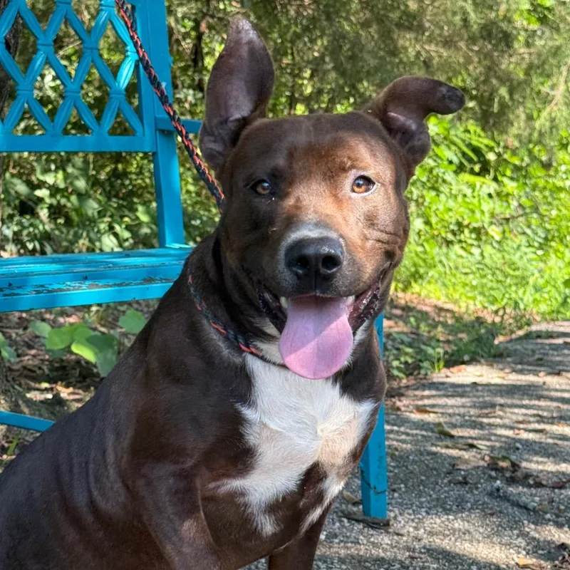 An adult medium-sized male Brown / Chocolate Mixed Breed dog named Rascal for adoption in Monroeville, AL