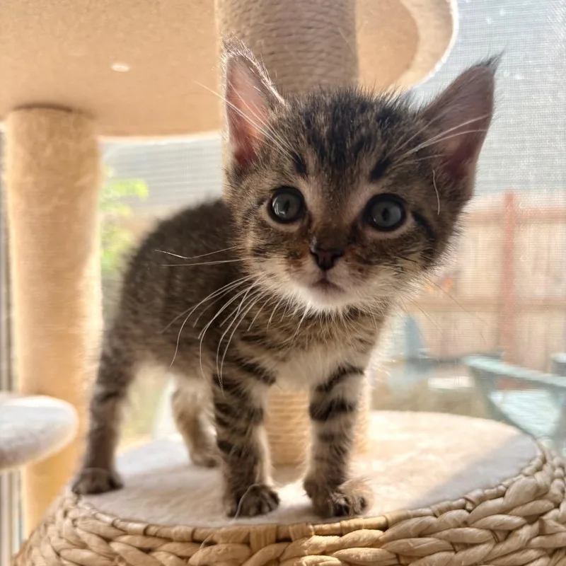 A baby small-sized female Brown / Chocolate Domestic Short Hair cat named Lovey for adoption in Waukesha, WI