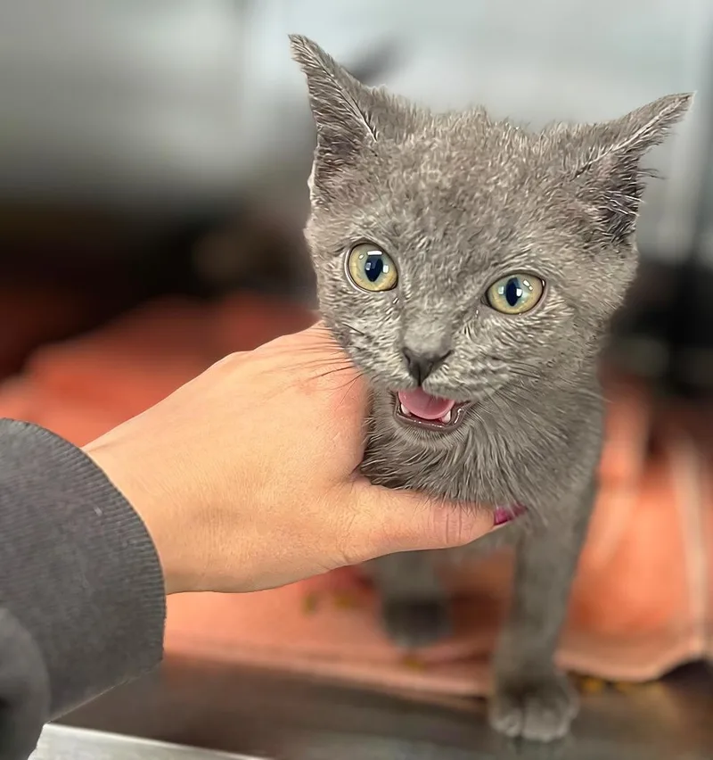 A baby medium-sized male Gray / Blue / Silver Domestic Short Hair cat named Song Sparrow for adoption in Seville, OH