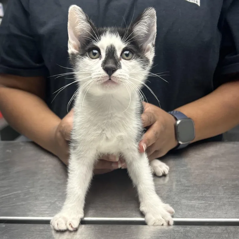 A baby small-sized male Black Domestic Short Hair cat named Benson for adoption in Decatur, GA