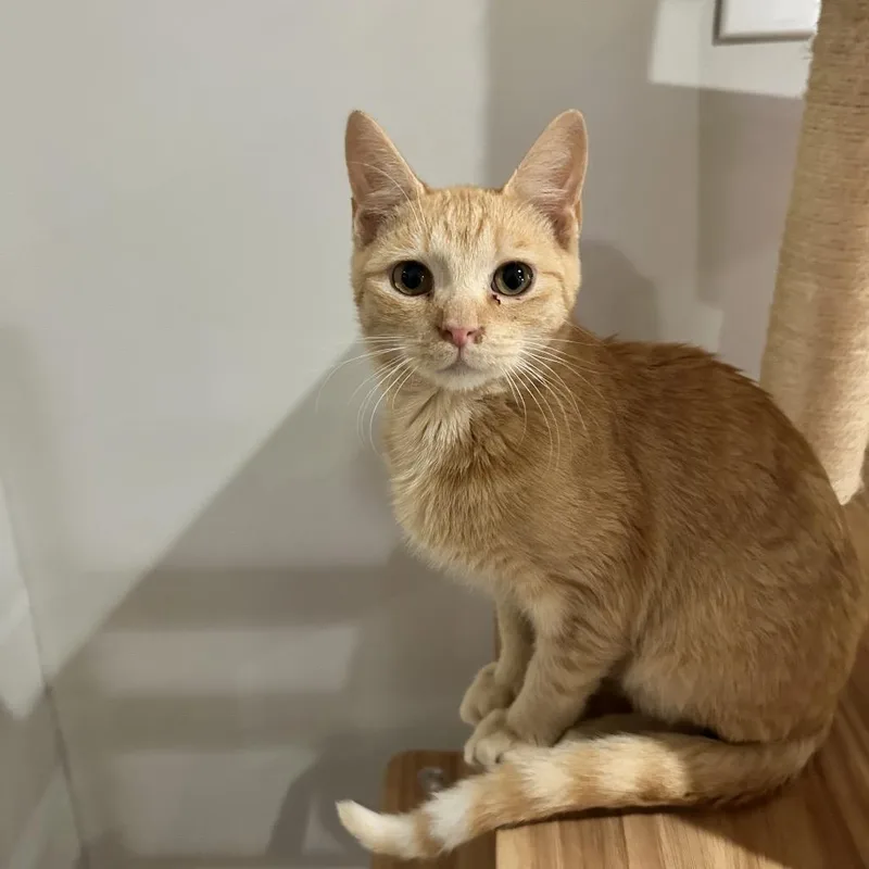 A young small-sized male Orange / Red Domestic Short Hair cat named O'malley for adoption in Nashville, TN