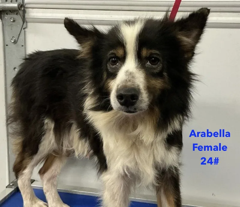 An adult medium-sized female Australian Shepherd dog named Arabella Smith for adoption in Arlington, TX