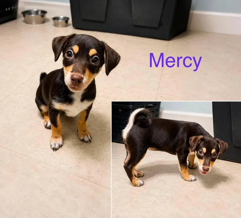 A baby small-sized female Chihuahua dog named Mercy CS for adoption in Columbia, MD