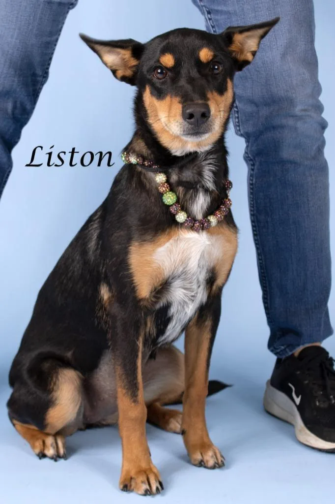 A young small-sized female Shepherd dog named Liston for adoption in Gilbert, AZ