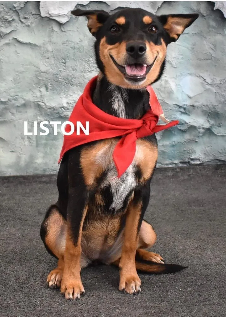 Liston thumbnail 2