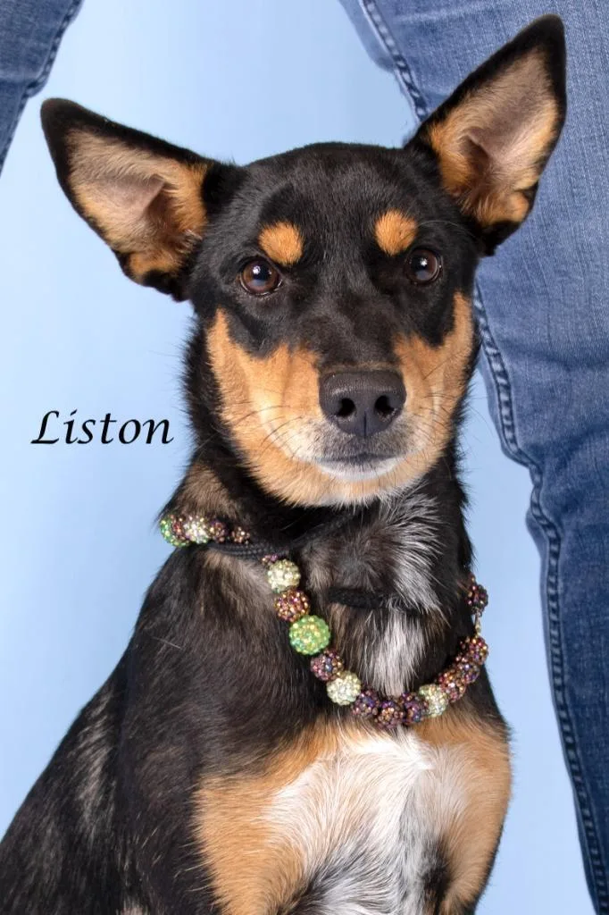 Liston thumbnail 3