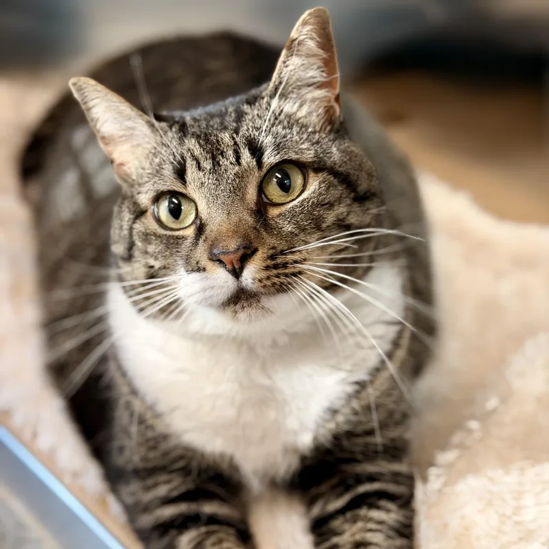 An adult medium-sized female Tabby (Brown / Chocolate) Domestic Short Hair cat named Avery for adoption in Jackson, NJ