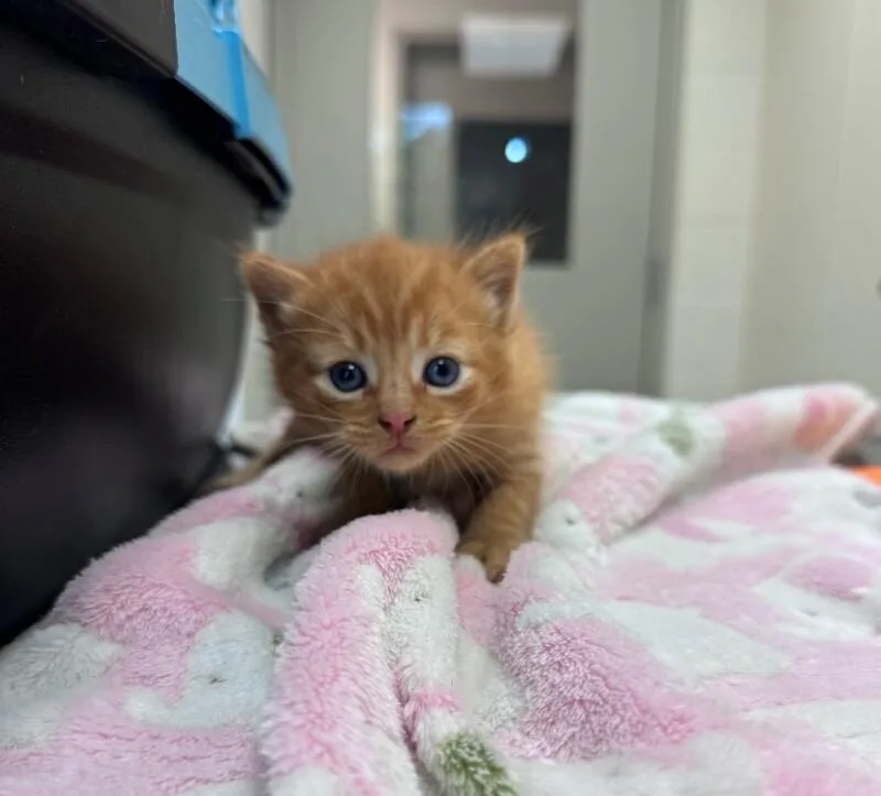 A young medium-sized male Tabby (Orange / Red) Domestic Short Hair cat named Forklift Certified for adoption in Disputanta, VA