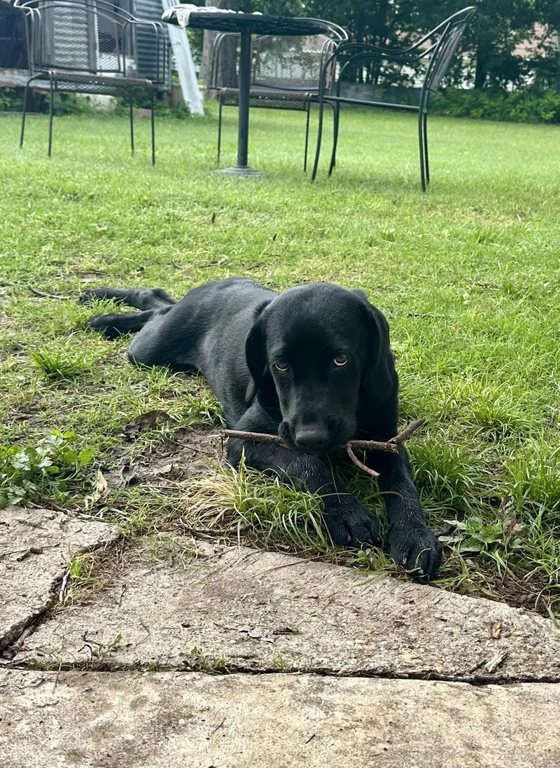 A young medium-sized female Black Labrador Retriever dog named Stormy for adoption in Thorndale, TX