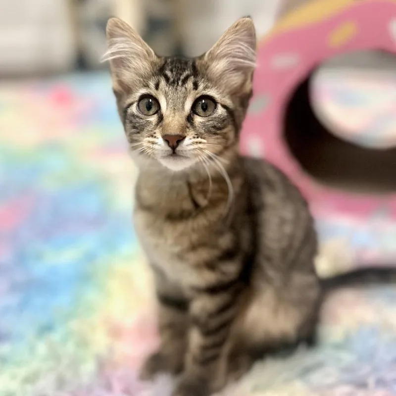 A baby small-sized female Brown / Chocolate Domestic Short Hair cat named Ruhroh for adoption in Prosper, TX