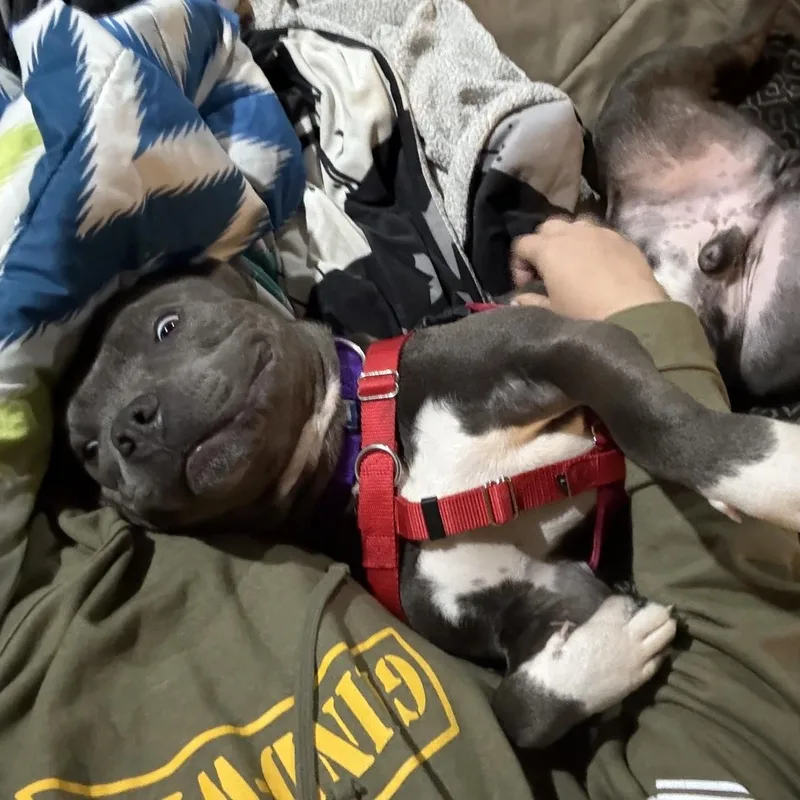 A young medium-sized male Gray / Blue / Silver Pit Bull Terrier dog named Bullet for adoption in Peotone, IL
